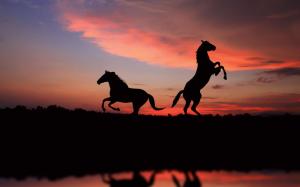 Horse silhouettes in the sunset light wallpaper thumb