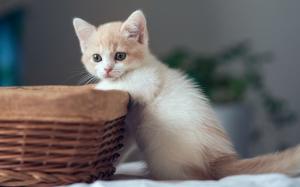 Cute kitten with basket wallpaper thumb