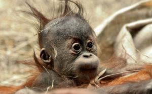 Funny Hair Baby Ape wallpaper thumb