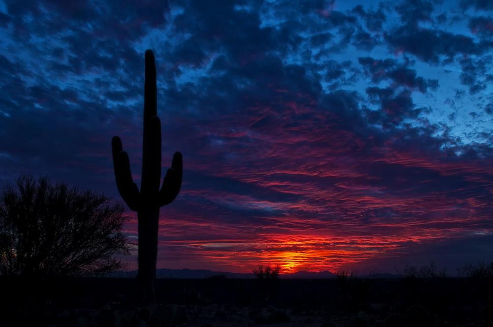Tucson, arizona, cactus, night, sky wallpaper,tucson HD wallpaper,arizona HD wallpaper,cactus HD wallpaper,night HD wallpaper,2000x1328 wallpaper