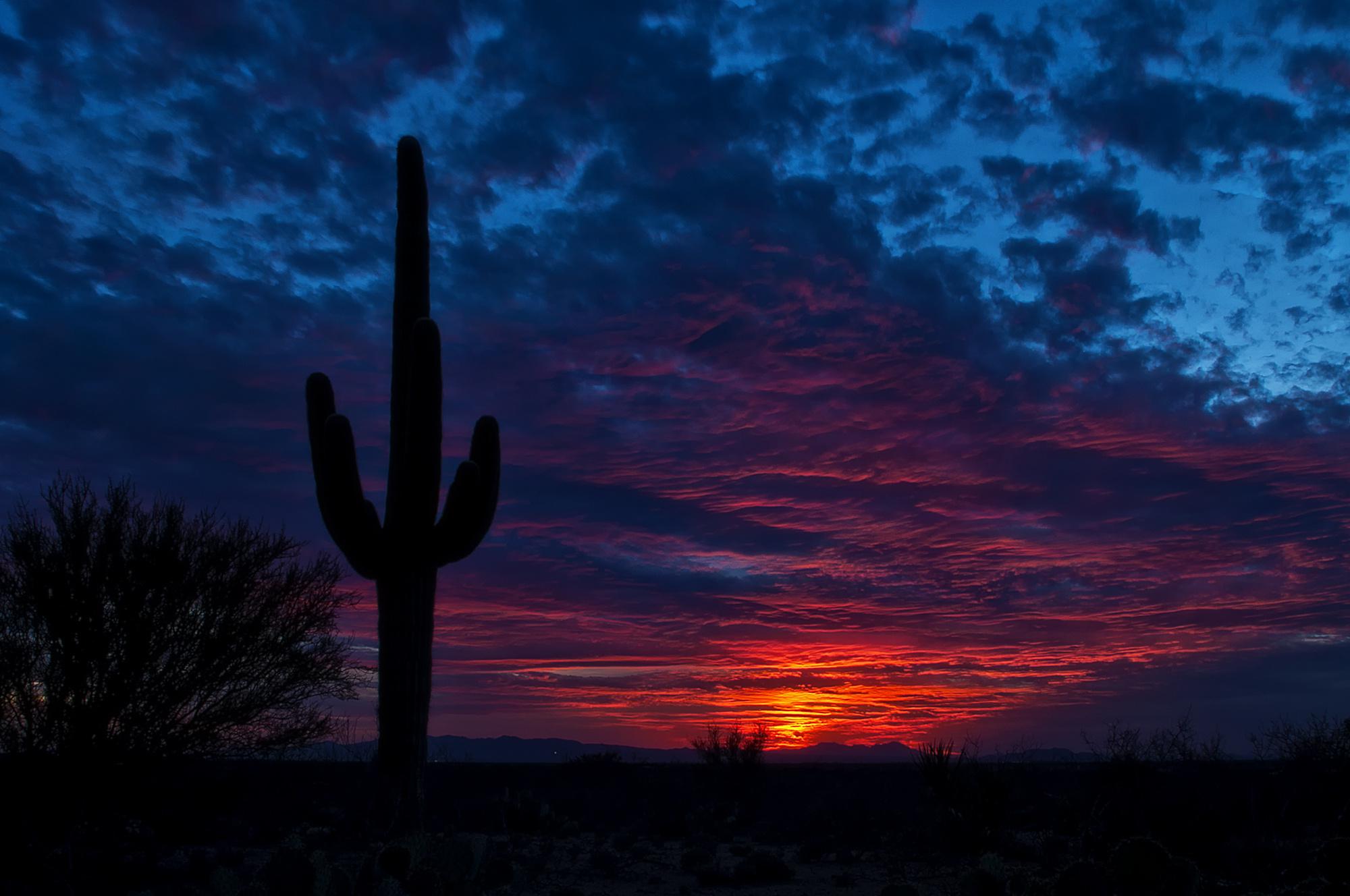 Tucson, arizona, cactus, night, sky wallpaper | nature and landscape ...