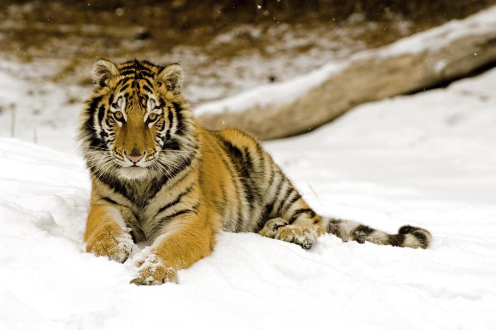 Snowy Afternoon Tiger wallpaper,tiger HD wallpaper,snowy HD wallpaper,afternoon HD wallpaper,2000x1333 wallpaper