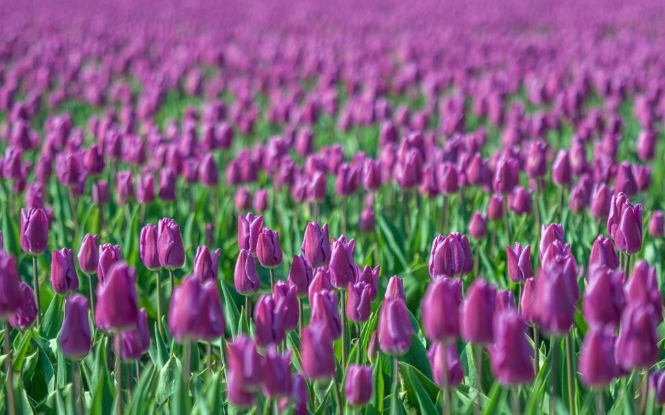 Purple tulips, flowers field, blurring wallpaper,Purple HD wallpaper,Tulips HD wallpaper,Flowers HD wallpaper,Field HD wallpaper,Blurring HD wallpaper,1920x1200 wallpaper