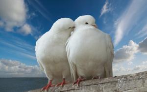 Pigeons in Love wallpaper thumb