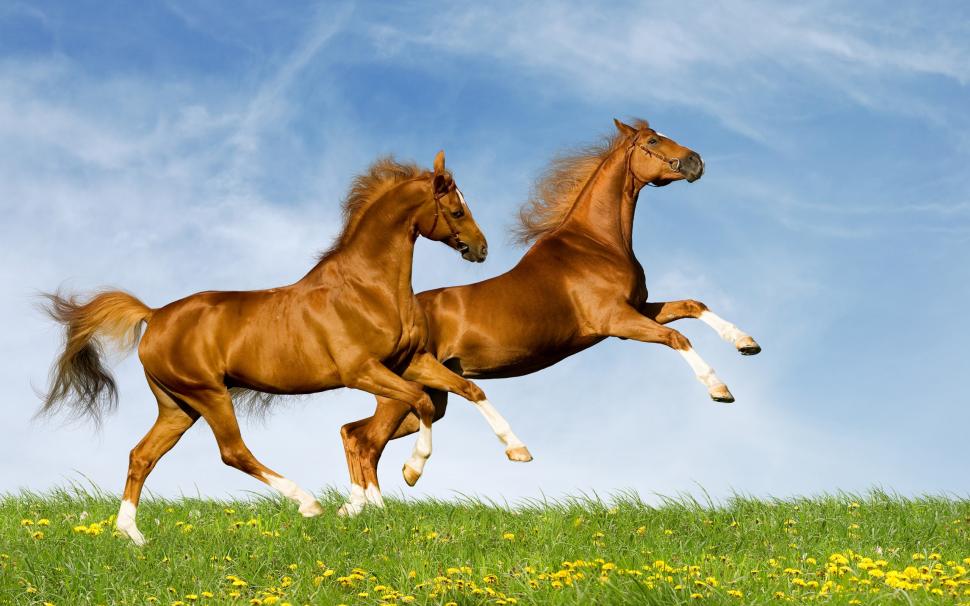 Two horses wallpaper,Two HD wallpaper,Horse HD wallpaper,2560x1600 wallpaper
