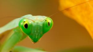 Green mantis macro photography wallpaper thumb