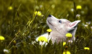 Dog Husky Grass Flower Bokeh Mood Images wallpaper thumb