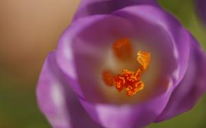 Flower Macro Purple HD wallpaper thumb