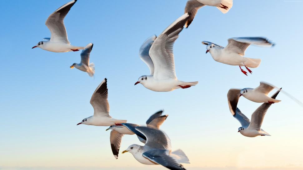 Seagulls flying wallpaper,Seagulls HD wallpaper,Flying HD wallpaper,3840x2160 wallpaper