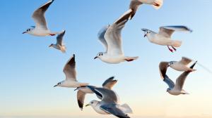 Seagulls flying wallpaper thumb