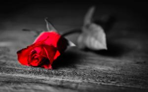 Black and white, only rose flower is red wallpaper thumb