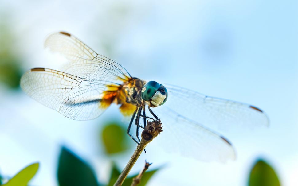 Dragonfly stop on the twig, wings and eyes close-up wallpaper,Dragonfly HD wallpaper,Stop HD wallpaper,Twig HD wallpaper,Wings HD wallpaper,Eyes HD wallpaper,2560x1600 wallpaper