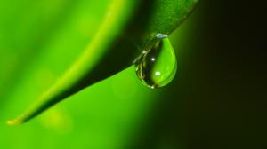 Droplets, drops, leaf, green background, nature wallpaper thumb