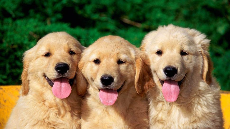 Three Dog Free Mobile Phone s wallpaper | animals | Wallpaper Better