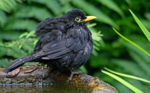 Black bird in the rain wallpaper thumb