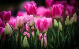 Pink tulips, flowers, buds, leaves, blurry wallpaper thumb