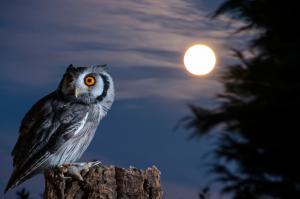 Night Bird Owl wallpaper thumb