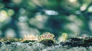 Closeup, Moss, Macro, Bokeh, Nature wallpaper thumb