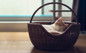 Cute cat sleep in the basket wallpaper thumb