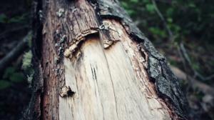 Trees Wood Bark Macro Image Gallery wallpaper thumb