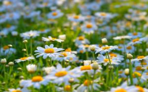 White daisies, meadow, summer, nature, flowers wallpaper thumb