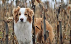 Dog at autumn nature forest wallpaper thumb