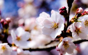 Spring Cherry Blossom wallpaper thumb