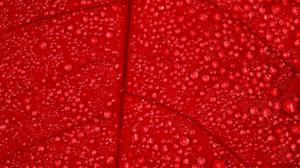 Wet Red Texture wallpaper thumb