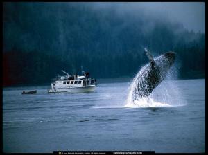 National Geographic Whales Background Free wallpaper thumb