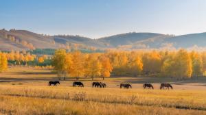Autumn, horses, trees, grass, yellow, hill wallpaper thumb
