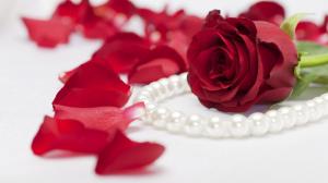 Red Rose Pearls wallpaper thumb