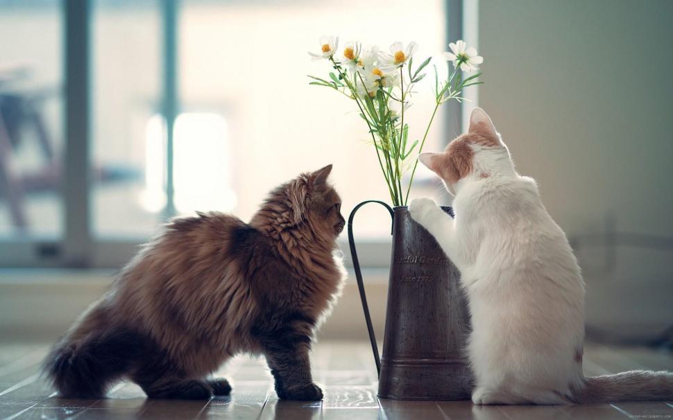 Sweet cats looking at a small flower pot wallpaper,cat HD wallpaper,animal HD wallpaper,flower HD wallpaper,1920x1200 wallpaper