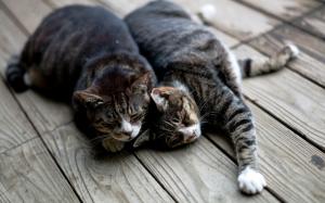 Two cats sleep at wooden board wallpaper thumb