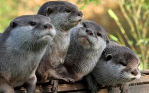 Four Otters wallpaper thumb