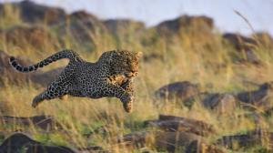 Cheetah predation rapid jumping wallpaper thumb