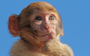 Macaque Monkey wallpaper thumb