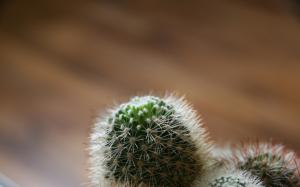 Cactus Blur wallpaper thumb