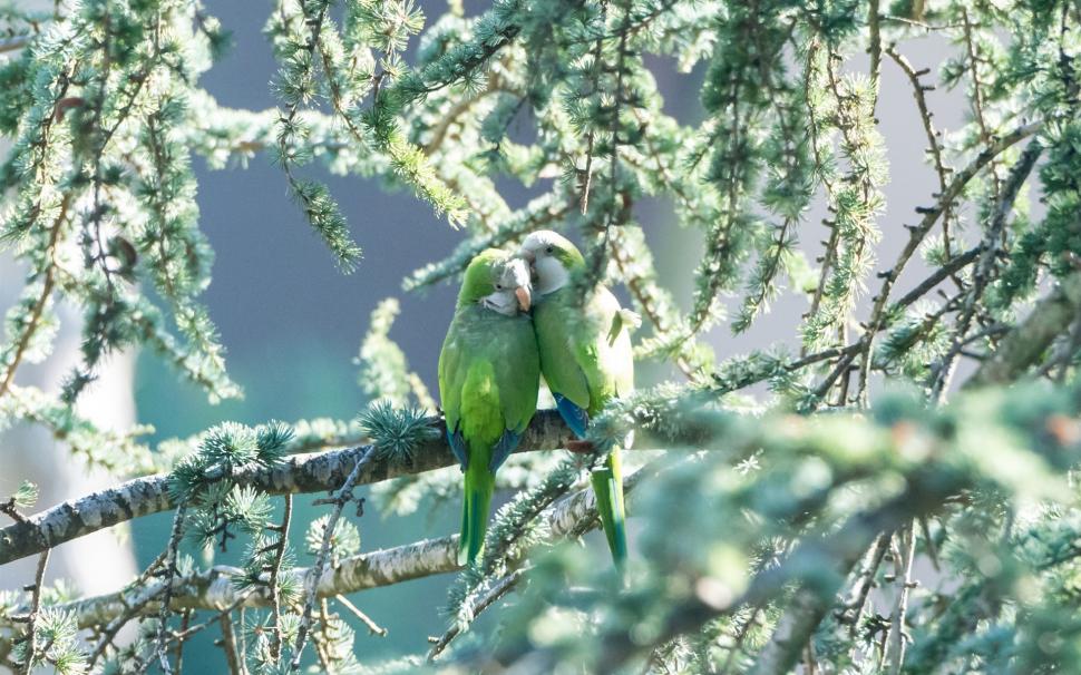 One pair parrots, green birds, tree wallpaper,One HD wallpaper,Pair HD wallpaper,Parrots HD wallpaper,Green HD wallpaper,Birds HD wallpaper,Tree HD wallpaper,1920x1200 wallpaper