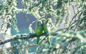 One pair parrots, green birds, tree wallpaper thumb