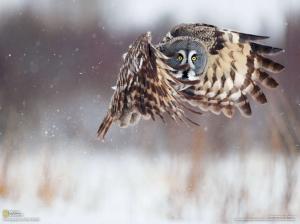 Owl in flight wallpaper thumb