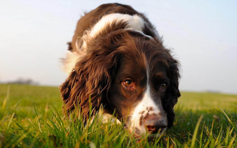 Dog Relaxing wallpaper,outdoor HD wallpaper,puppy HD wallpaper,grass HD wallpaper,animal HD wallpaper,animals HD wallpaper,2560x1600 wallpaper