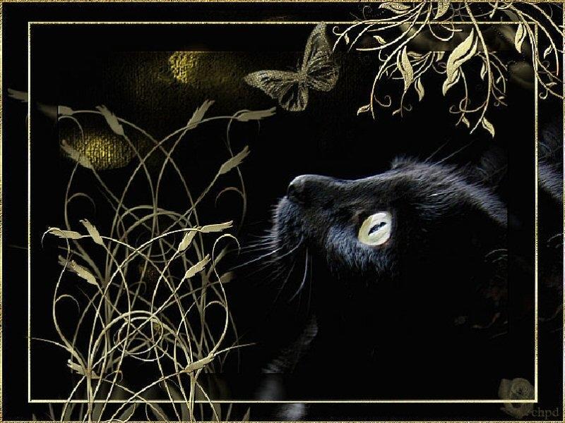 Black cat Black HD wallpaper,abstract wallpaper,black wallpaper,cat wallpaper,800x600 wallpaper