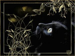 black cat Black HD wallpaper thumb