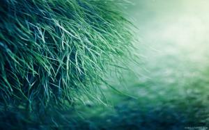 Green Grass wallpaper thumb