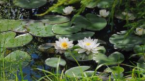 Pond of water lilies in full bloom wallpaper thumb