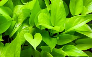 Green plants close-up, pothos wallpaper thumb