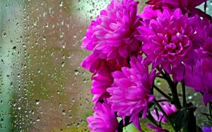 Purple flowers, glass, water drops wallpaper thumb