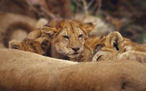 Lions Cubs wallpaper thumb