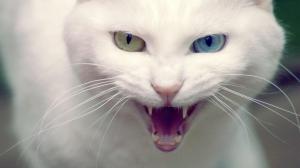 Cats Heterochromia Teeth Eyes Face Scream Snarl Fangs Android wallpaper thumb