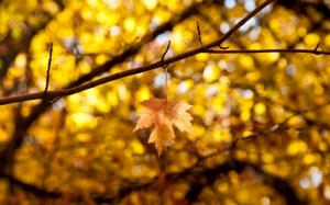 Yellow, Leaves, Bokeh, Fall, Nature wallpaper thumb